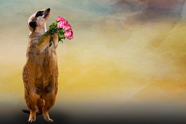 suricate_bouquet